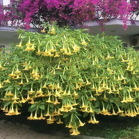 מלון Garden Bloom דליאן